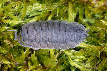 Woodlice (Porcellio scaber). Terrestrial crustaceans in the familiy Porcellionidae on the moss.