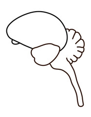 Passerine Avian Brain (Cerebrum, Midbrain, Cerebellum, Brain Stem, Olfactory Bulb)