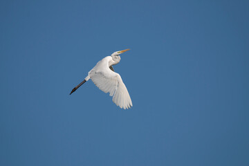 A great white egret in flight. Common egret on air. white heron on the fly. heron isolated on blue sky. Ardea alba.
