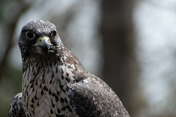 Portrait of a gyrfalcon at the Cascades Raptor Center in Eugene, Oregon 