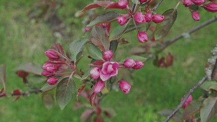 Blossoming Red Flowers and Leaves of the Paradise Apple Tree with Swirly Bokeh