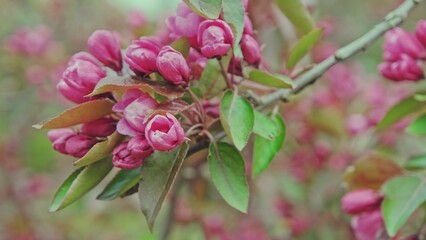 Blossoming Red Flowers and Leaves of the Paradise Apple Tree with Swirly Bokeh