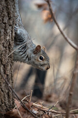 Neugieriges Eichhörnchen