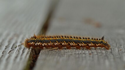 Trinkerin, Raupe der Grasglucke (Euthrix potatoria)