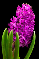 Kwiatowa elegancja: Hyacinth w odcieniach fioletu na tle ciemności - obrazy, fototapety, plakaty