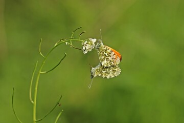 Paarung des Aurorafalters (Anthocharis cardamines) an Knoblauchsrauke (Alliaria petiolata) mit Ei