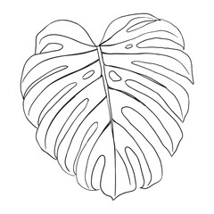 Tropical Leaves in doodle style. Vector hand drawn black line design elements. Exotic summer botanical illustrations. Monstera leaves. Hand draw tropical monstera leaves. plant - Monstera Deliciosa. © Ekatmart