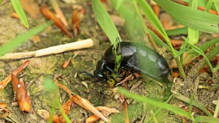  Fressender weiblicher Schwarzblauer Ölkäfer (Meloe proscarabaeus) mit saugender Gnitze (Atrichopogon)