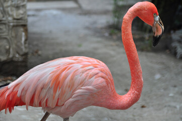 American flamingo (Phoenicopterus ruber) portrait