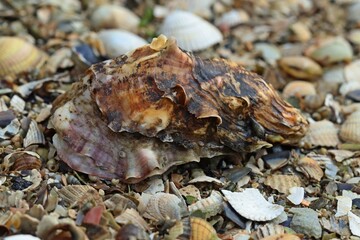 Pazifische Auster (Magallana gigas) im Nationalpark Wattenmeer