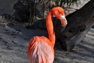 American flamingo (Phoenicopterus ruber) portrait