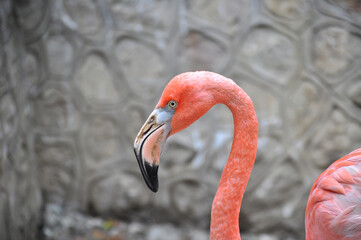 American flamingo (Phoenicopterus ruber) portrait