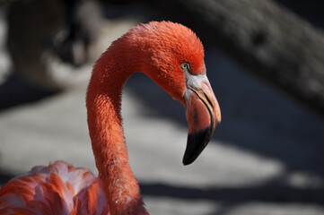 American flamingo (Phoenicopterus ruber) portrait