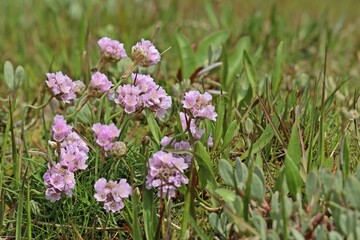 Blühende Strand-Grasnelken (Armeria maritima) auf einer Salzwiese am ostfriesischen Wattenmeer