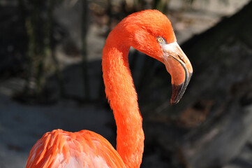 American flamingo (Phoenicopterus ruber) portrait