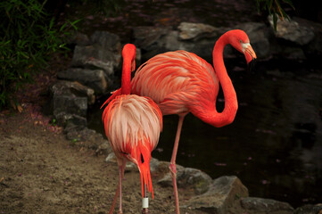 American flamingo (Phoenicopterus ruber) portrait