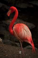 American flamingo (Phoenicopterus ruber) portrait