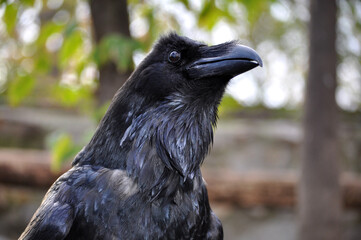 Common raven (Corvus corax) portrait