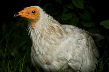 Egyptian vulture (Neophron percnopterus) portrait