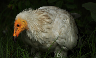 Egyptian vulture (Neophron percnopterus) portrait