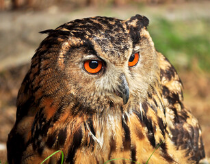Eurasian eagle-owl (Bubo bubo) portrait