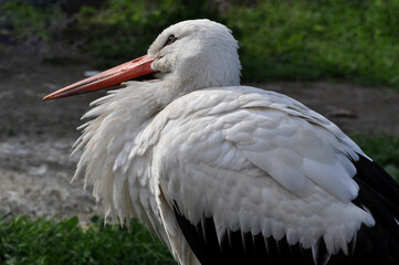 European white stork (Ciconia ciconia) portrait