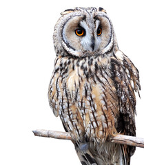 Long-eared owl (Asio otus) portrait