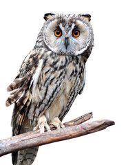 Long-eared owl (Asio otus) portrait