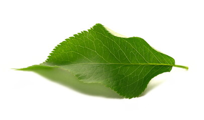 Obraz premium Young elder, elderberry plant, leaf in spring, isolated on white 