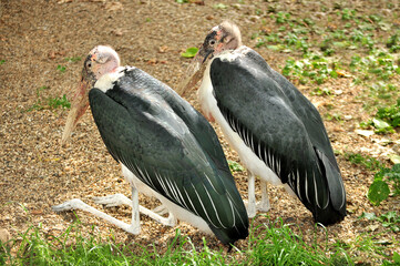 Marabou stork (Leptoptilos crumenifer) portrait