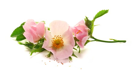 Pink dog rose flower with green leaves isolated on white