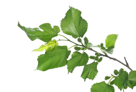 Young green unripe mulberries with twig, branch and leaves isolated on white, clipping path 