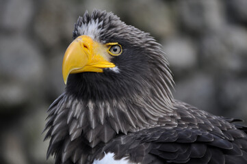 Steller's Sea-Eagle (Haliaeetus pelagicus) portrait