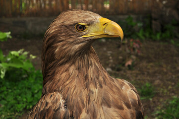 White-tailed eagle (Haliaeetus albicilla) portrait