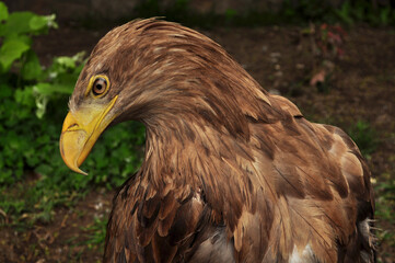 White-tailed eagle (Haliaeetus albicilla) portrait