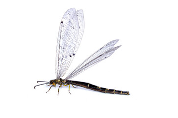 Antlion insect with wings on a white background