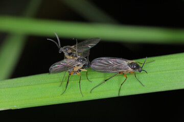 Dark-winged fungus gnat (Sciaridae sp), fauna of the soil, insects in the process of copulating, meeting.