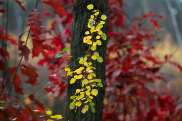 Jesień w lesie. Żółte liście na tle pnia.