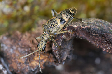 A longhorn beetle (Cerambycidae) Rhagium mordax on rotten timber.