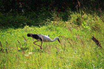 Lone stork roams the green field in search of food on sunny day