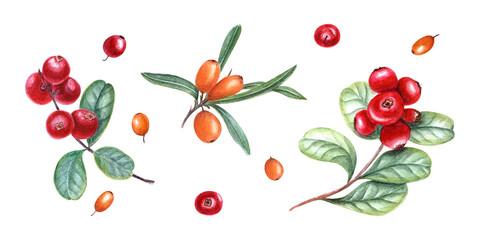 Watercolor botanical illustration of sea buckthorn, cowberries isolated on transparent  background. Set for the design of invitation, patterns, greetings, package design, advertising posters, labels