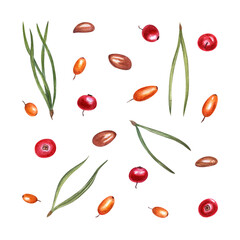 Watercolor set of sea buckthorn, cowberries, star anise grains and pine needles isolated on transparent background. Botanical illustration for Christmas and New Year cards, spice shops