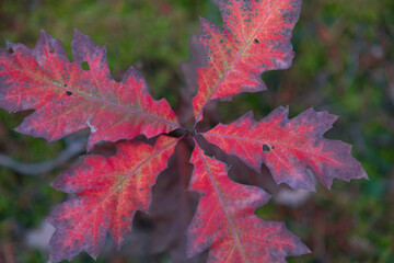 Czerwony jesienny liść.
