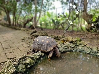 Obraz premium Tortoise 