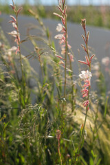 wild flowers vertical wind delicate meadow Mediterranean greece