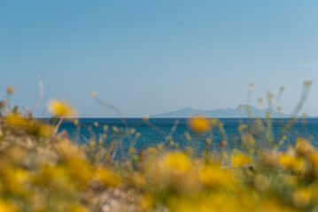 yellow flowers on the beach sea mountains island in the background bokeh
