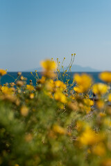 yellow flowers on the beach greece sea in the background poster