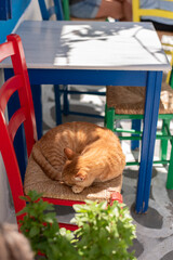 ginger cat sleeping curled up on a red chair in a cafe restaurant in kardamena kos island greek greece