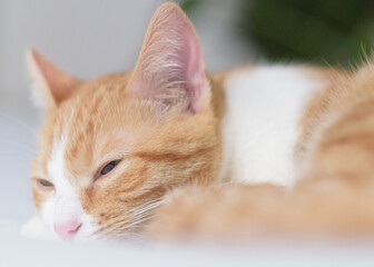 Ginger cat laying in white bed