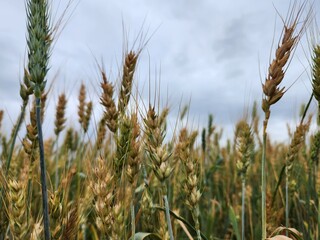 Close-up of the ears of wheat on a background of blue sky